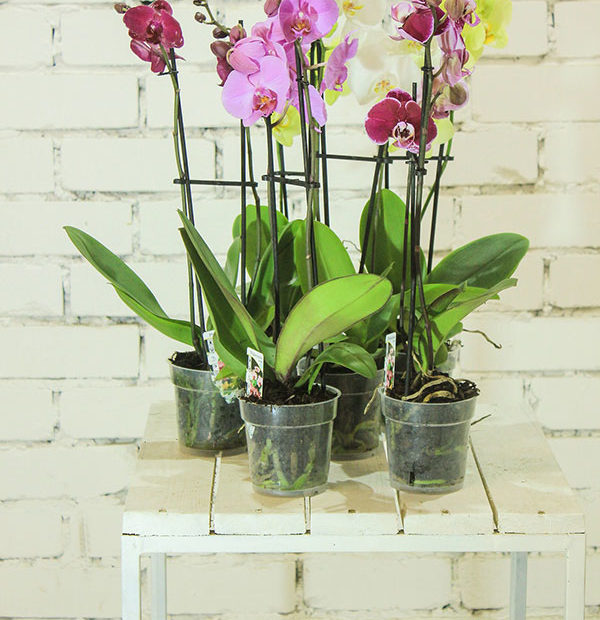 About - orchids in vase