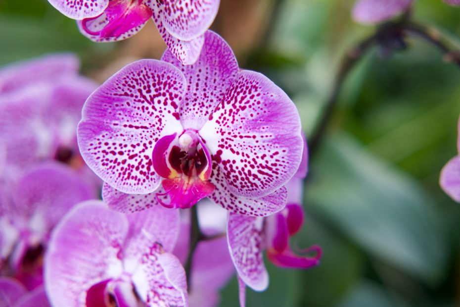 Greater Orlando Orchid Society