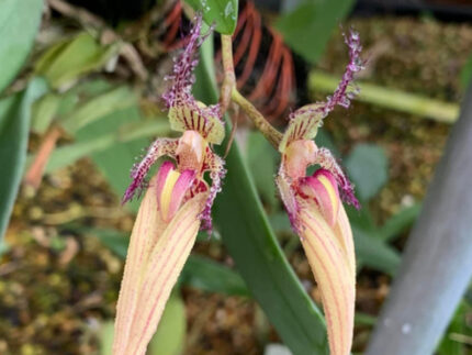 Orchid Show 2025 – Greater Orlando Orchid Society