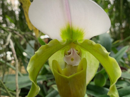 Orchid Show 2025 – Greater Orlando Orchid Society