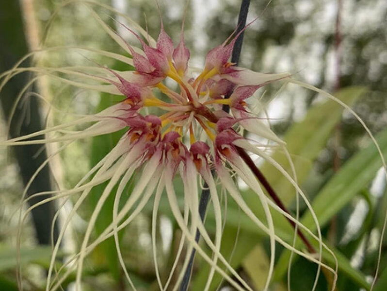 Orchid Show 2025 – Greater Orlando Orchid Society