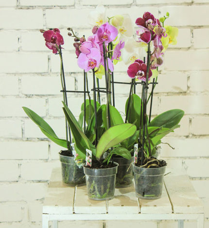 About – Greater Orlando Orchid Society